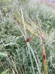 Bolboschoenus maritimus
