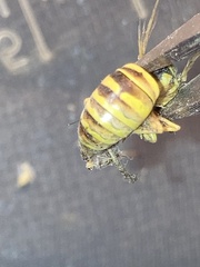 Vespula squamosa
