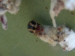 Hyperaspis trifurcata