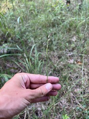 Sporobolus compositus