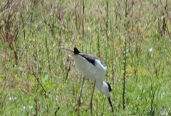 Himantopus mexicanus