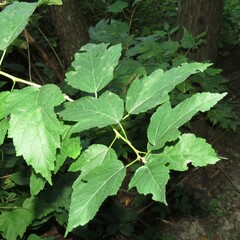 Physocarpus opulifolius