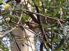 Acanthorhynchus tenuirostris