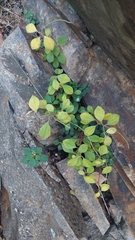 Peperomia leptostachya