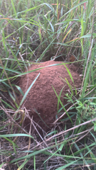 Solenopsis saevissima