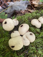 Apioperdon