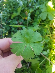 Geranium homeanum