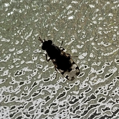 Otitinae
