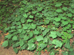 Vancouveria hexandra