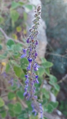 Coleus