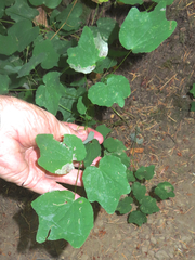 Vancouveria hexandra