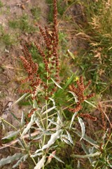 Rumex triangulivalvis
