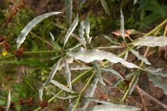 Rumex triangulivalvis