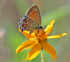 Callophrys gryneus