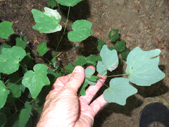 Vancouveria hexandra