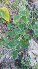 Coleus