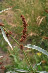 Rumex triangulivalvis