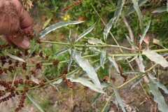 Rumex triangulivalvis