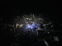 Ceuthophilus californianus