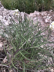 Nerisyrenia linearifolia