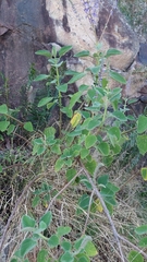 Coleus
