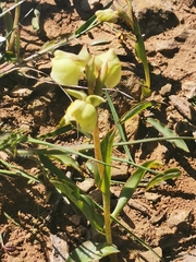 Pterygodium catholicum