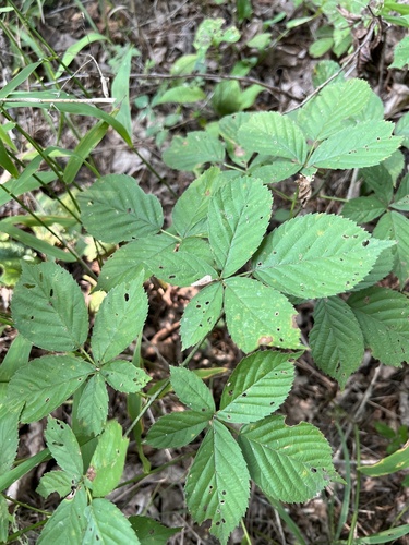 softleaf blackberry (Rubus mollior)
