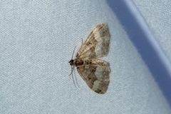 Euphyia intermediata