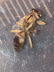 Polistes rubiginosus