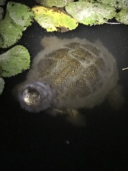 Emys orbicularis