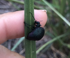 Cysteodemus wislizeni