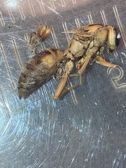 Polistes rubiginosus