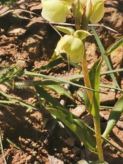 Pterygodium catholicum