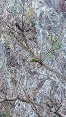 Sterculia quadrifida