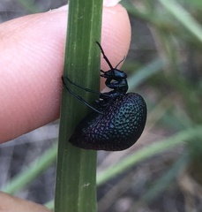 Cysteodemus wislizeni