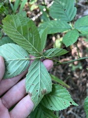 Rubus mollior