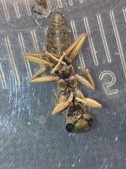 Polistes rubiginosus