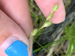 Carex praticola
