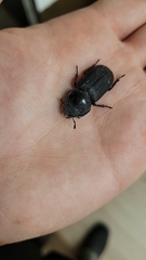 Dorcus parallelus