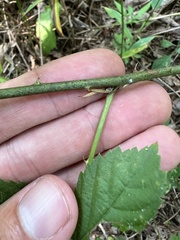 Rubus mollior