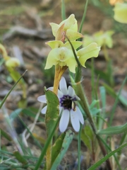 Pterygodium catholicum