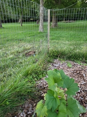 Arnoglossum atriplicifolium