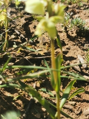 Pterygodium catholicum