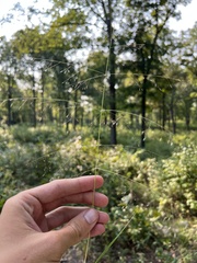 Eragrostis intermedia
