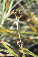 Sisyrinchium hitchcockii