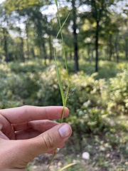 Eragrostis intermedia