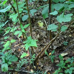 Physocarpus opulifolius