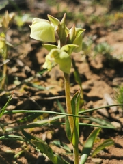 Pterygodium catholicum