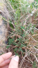 Dillwynia phylicoides