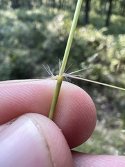Eragrostis intermedia
